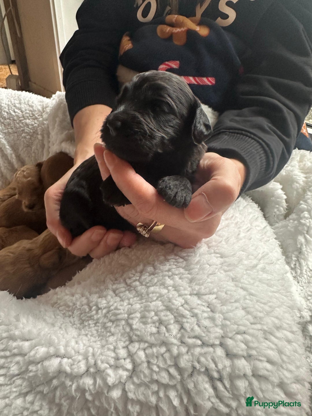 Labradoodle honden te koop: ✨ Liefdevol opgegroeide pups enkele te reserveren - Advertentie 5