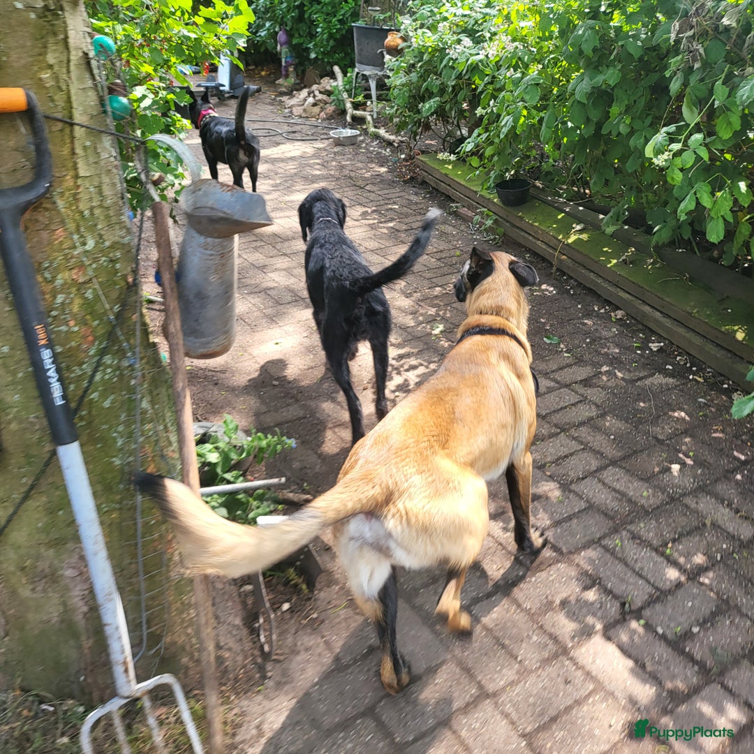 Galerij afbeelding {{count}}