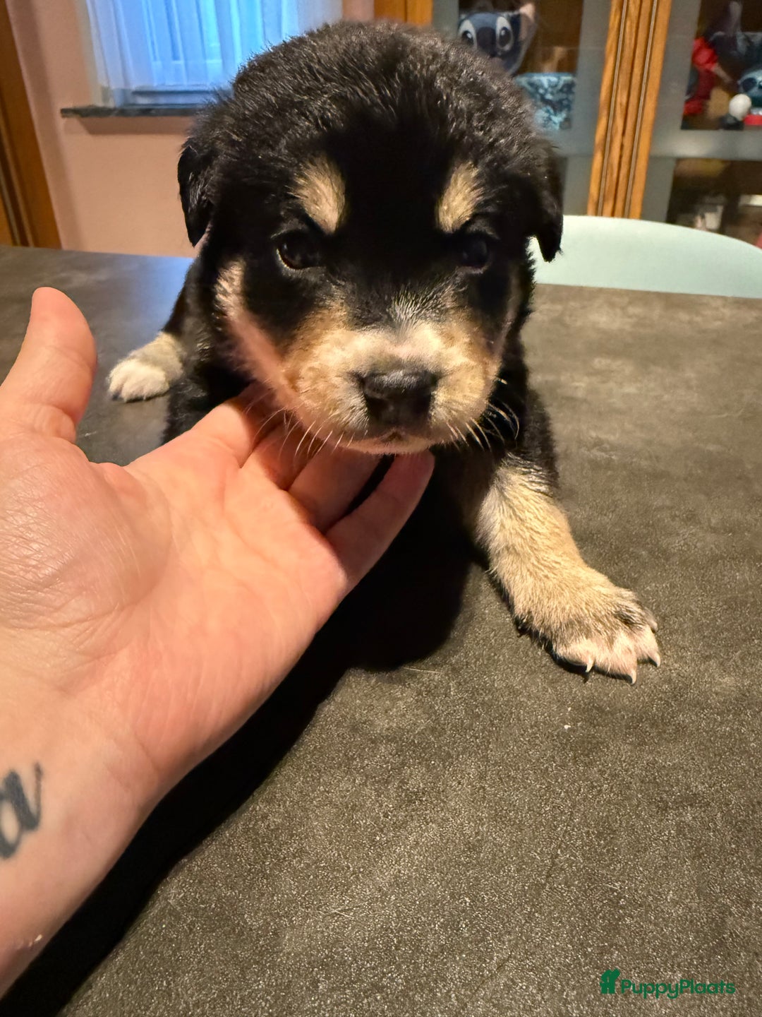 Kruising honden te koop: Super lieve bernskypuppy’s - Afbeelding 6