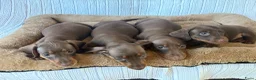 Teckel (korthaar)  honden te koop: Dwerg bruin tan teckel pupjes. - Advertentie 4