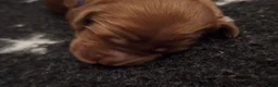 Australian Labradoodle honden te koop: Labradoodle pups verwachtte grootte 44 cm in Rijssen - Advertentie 10