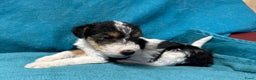 Fox Terriër Draadhaar honden te koop: Fox terrier draadhaar pups - Advertentie 3