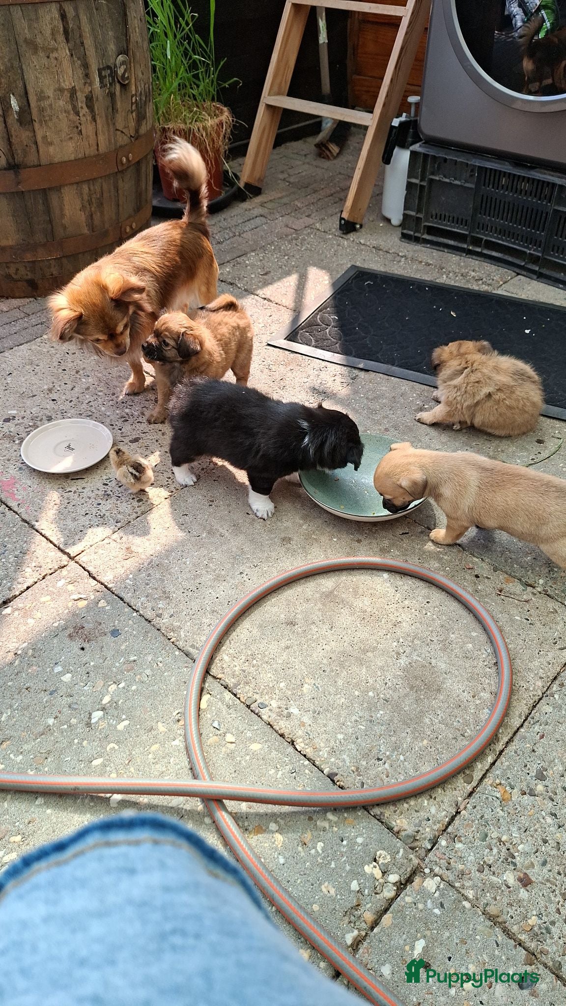 Kruising honden Superlieve chihuahua kruising  - Advertentie 6