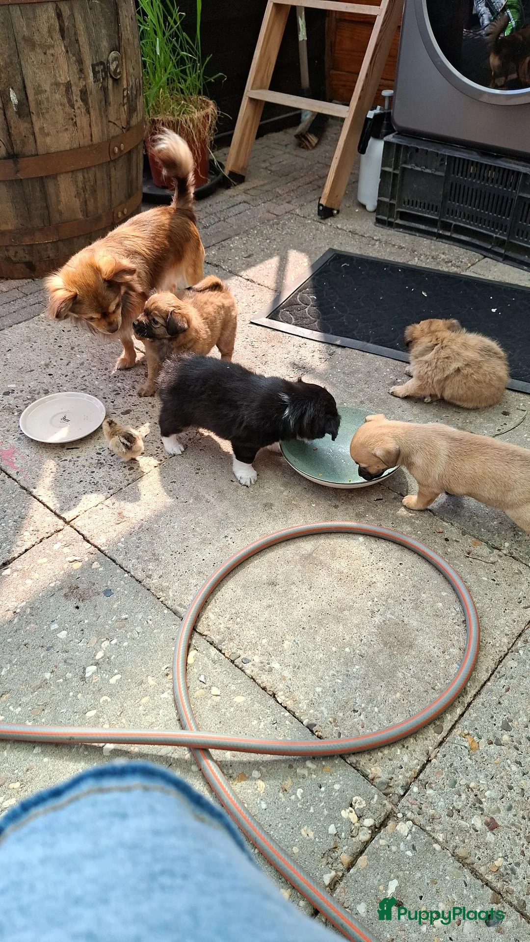Kruising honden te koop: Superlieve chihuahua kruising  - Advertentie 1