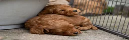 Australian Labradoodle honden te koop: Medium Australian Labradoodle puppy's - Advertentie 18