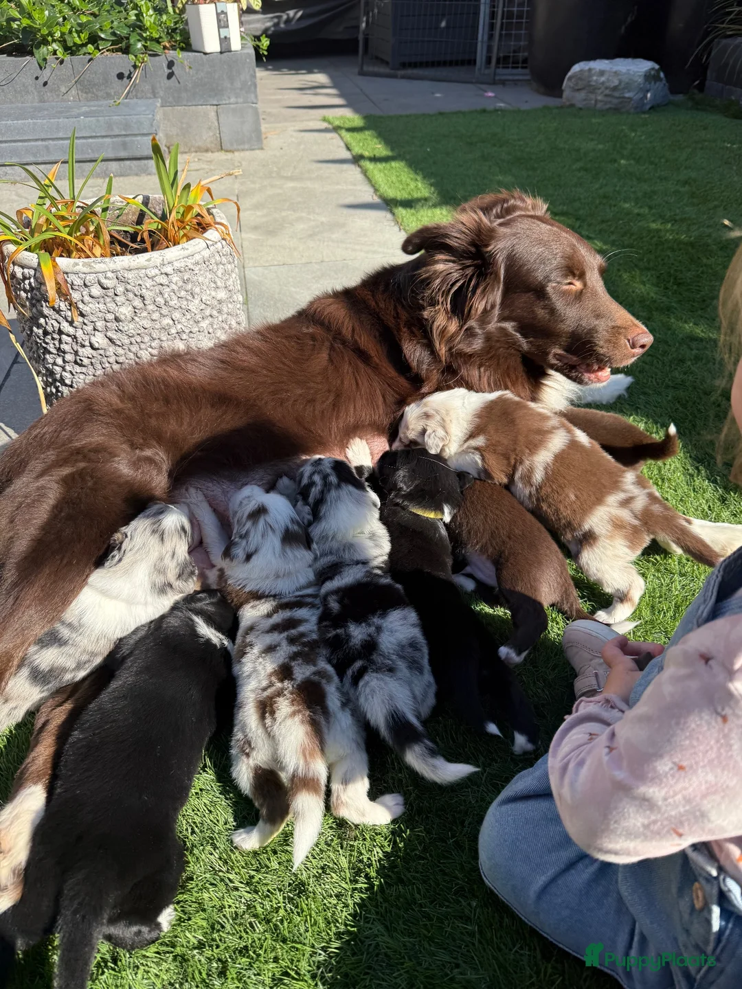 Australian Shepherd honden te koop: Australian shepherd pups ( nog 3 beschikbaar  - Advertentie 26