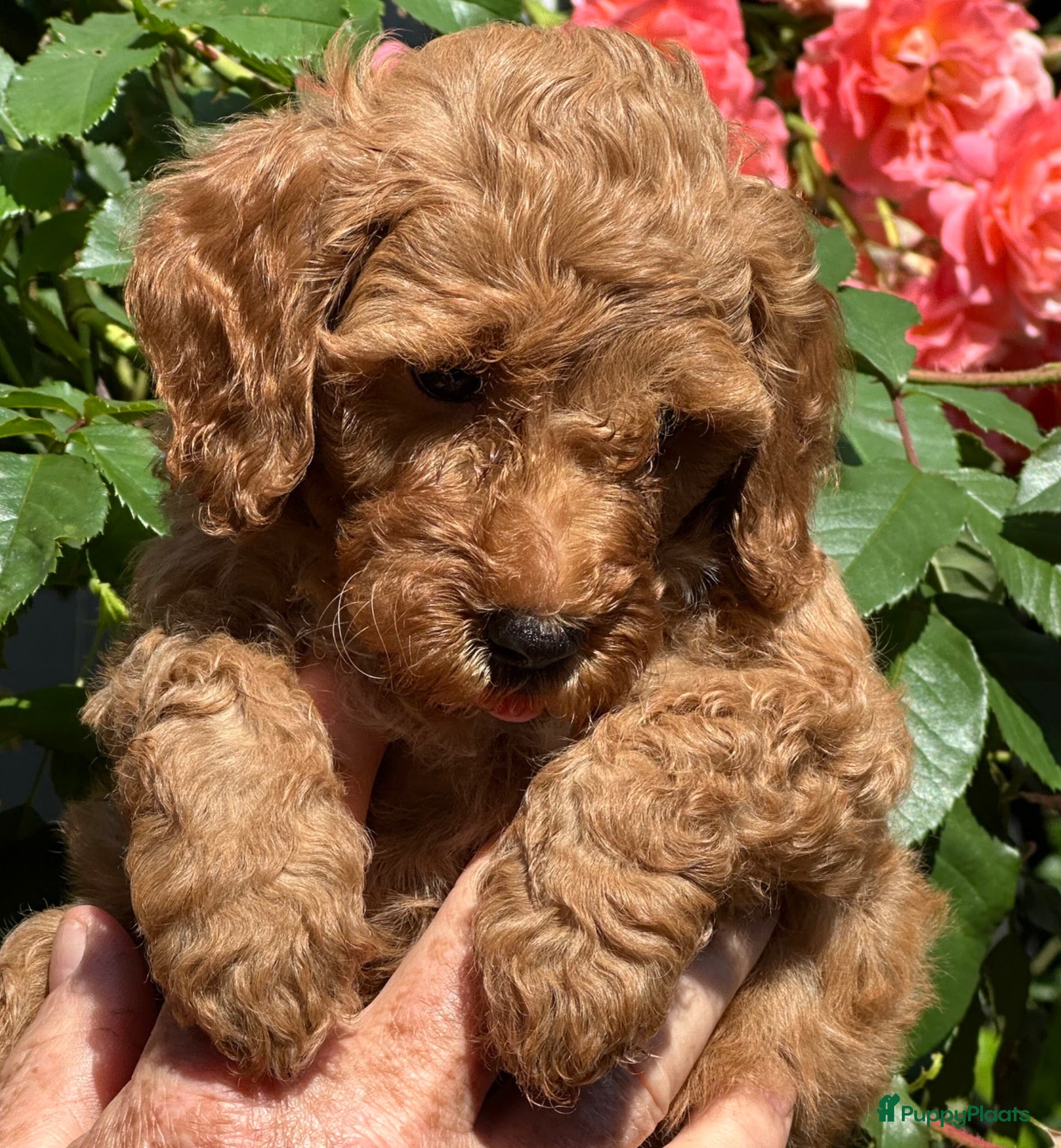 Kruising honden Mini Labradoodle  - Advertentie 1
