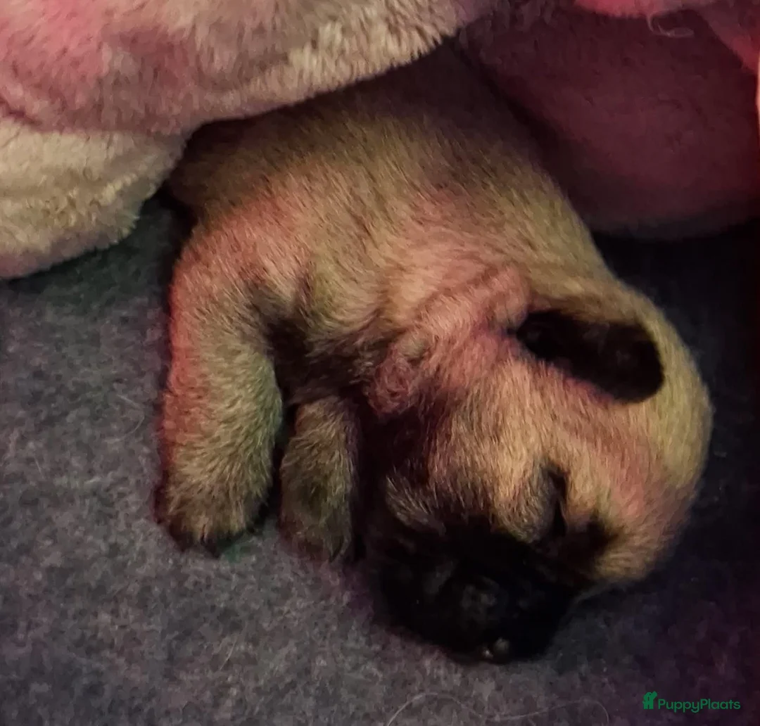 Cairn Terriër honden te koop: 2 mooie blonde cairn terrier reutjes - Advertentie 3