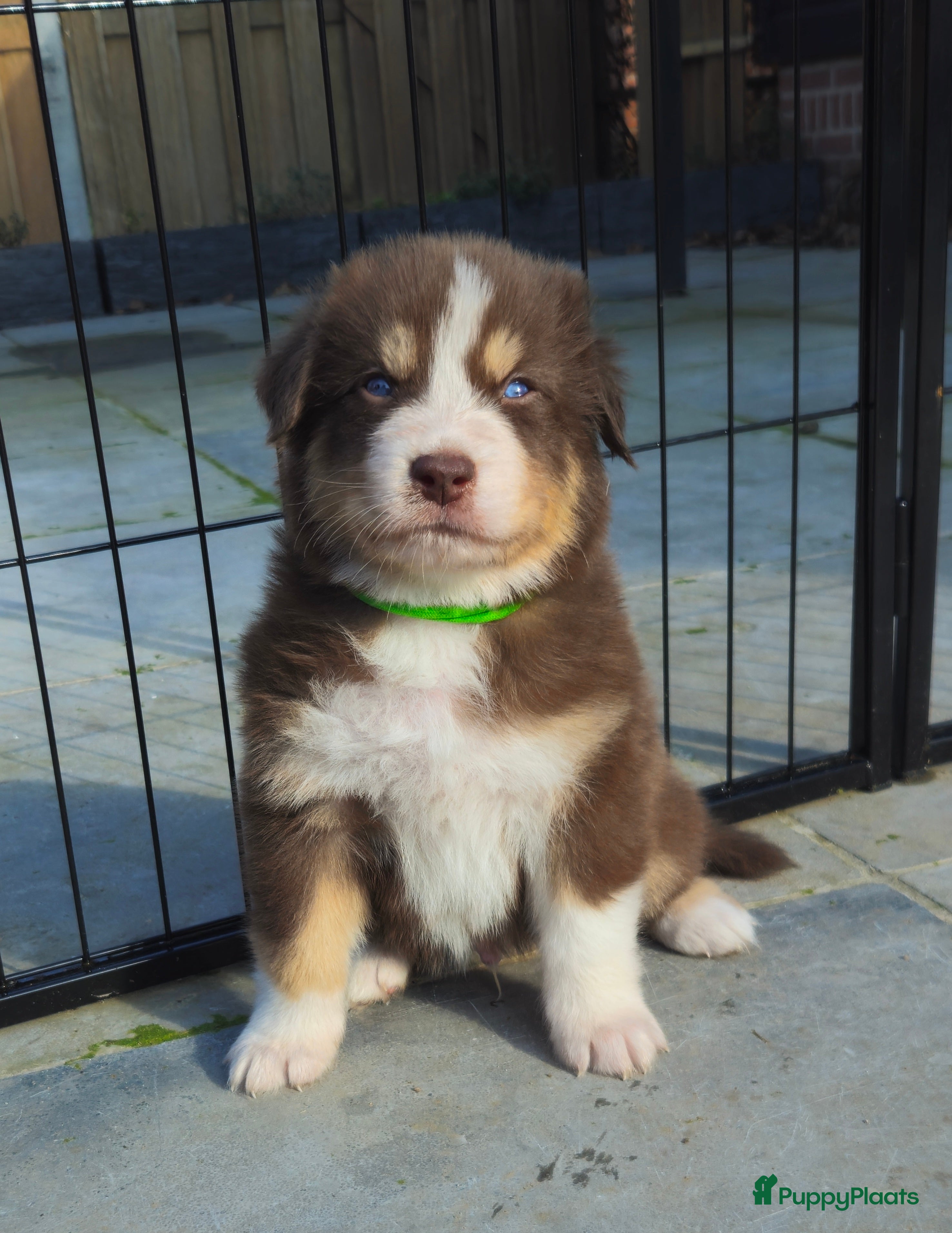 Kruising honden Prachtige kruising pups - Advertentie 14