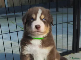 Kruising honden Prachtige kruising pups - Advertentie 14