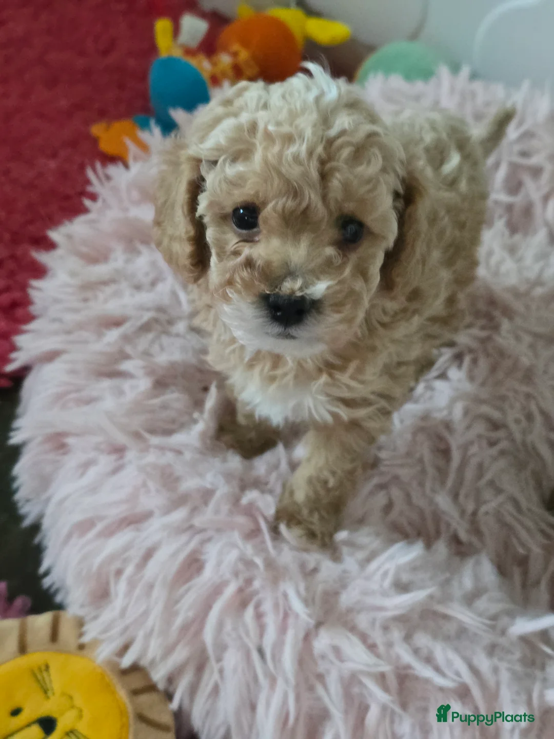 Maltipoo honden te koop: Mooie Maltipoo / toy poedel pup pups - Advertentie 23