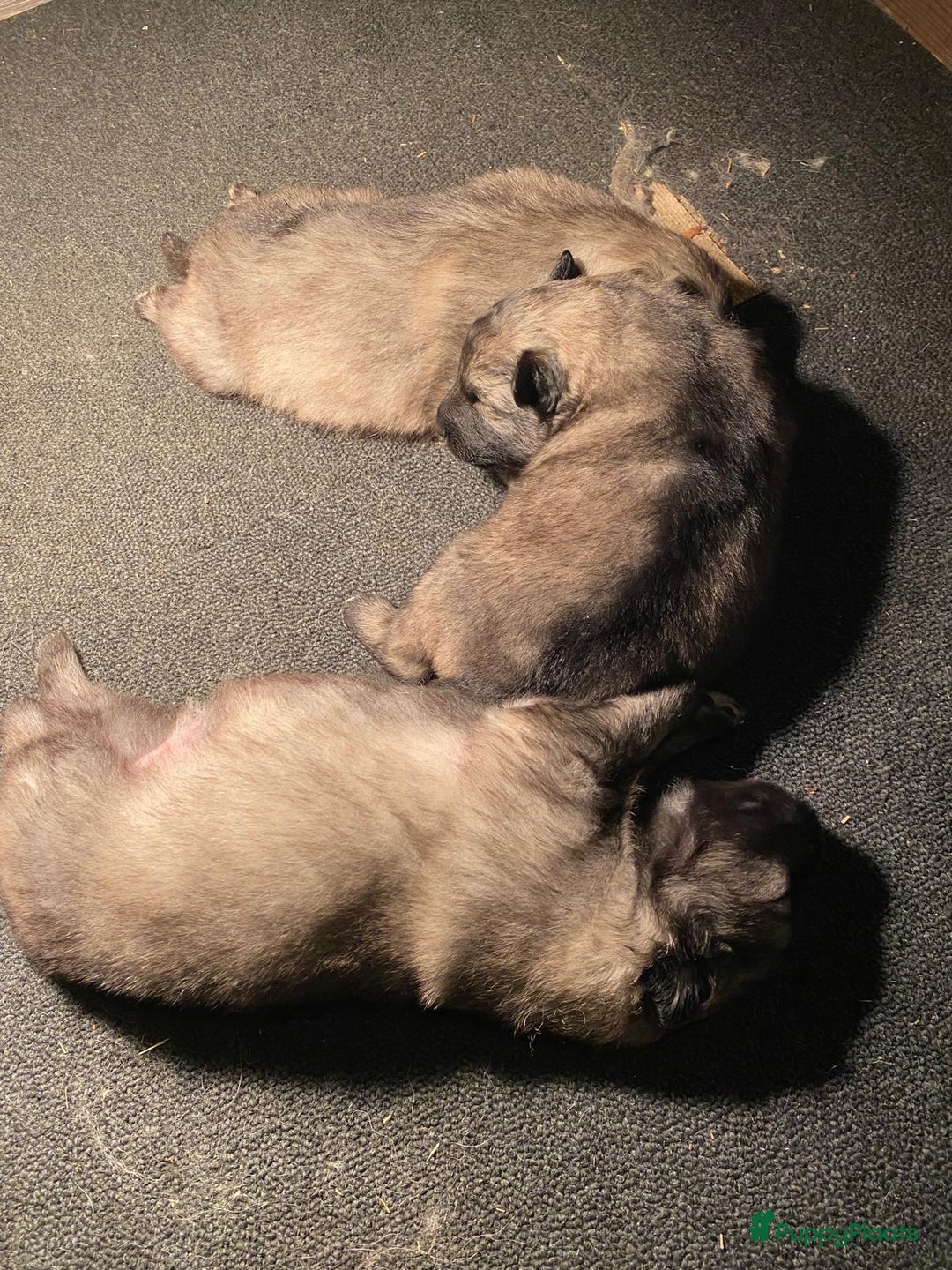 Keeshond honden te koop: Raszuivere blauwe /wolfsgrijze grote keeshond pups - Advertentie 6