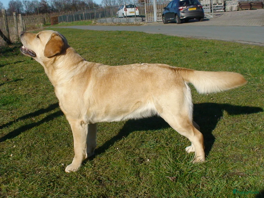 Labrador Retriever honden te koop: blonde labradorpups met FCI stamboom te koop - Advertentie 3