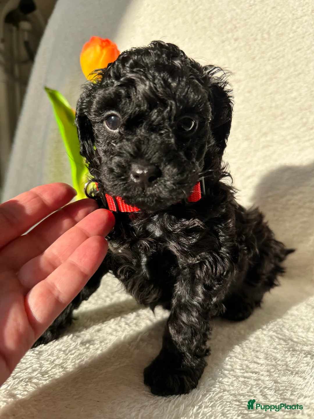 Poedel Toy honden te koop: Toypoedel pups (mini toypoedel) toypoodle puppy’s  - Advertentie 8