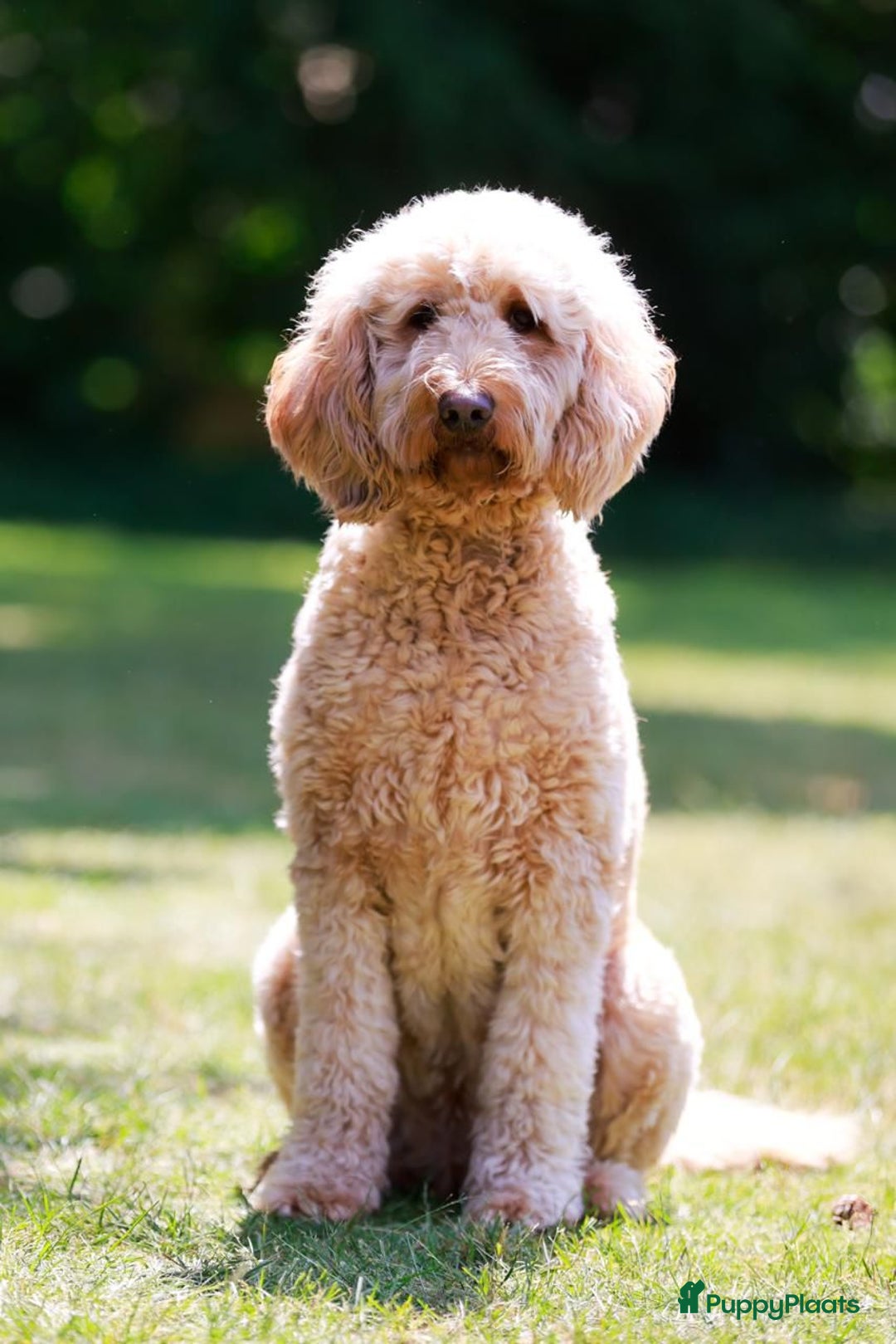 Kruising honden te koop: Goldendoodle Medium Pups Geboren - Advertentie 23