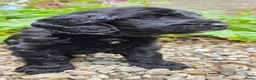 Australian Labradoodle honden te koop: Labradoodle pups - Advertentie 11