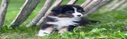 Australian Shepherd honden te koop: 🐾 Australian Shepherd pups, Super sociaal 🌸 - Advertentie 7
