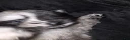 Pomeriaan honden te koop: Dwergkeesjes(pomeranian) - Advertentie 10