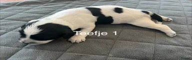 Friese Stabij Puppy 10