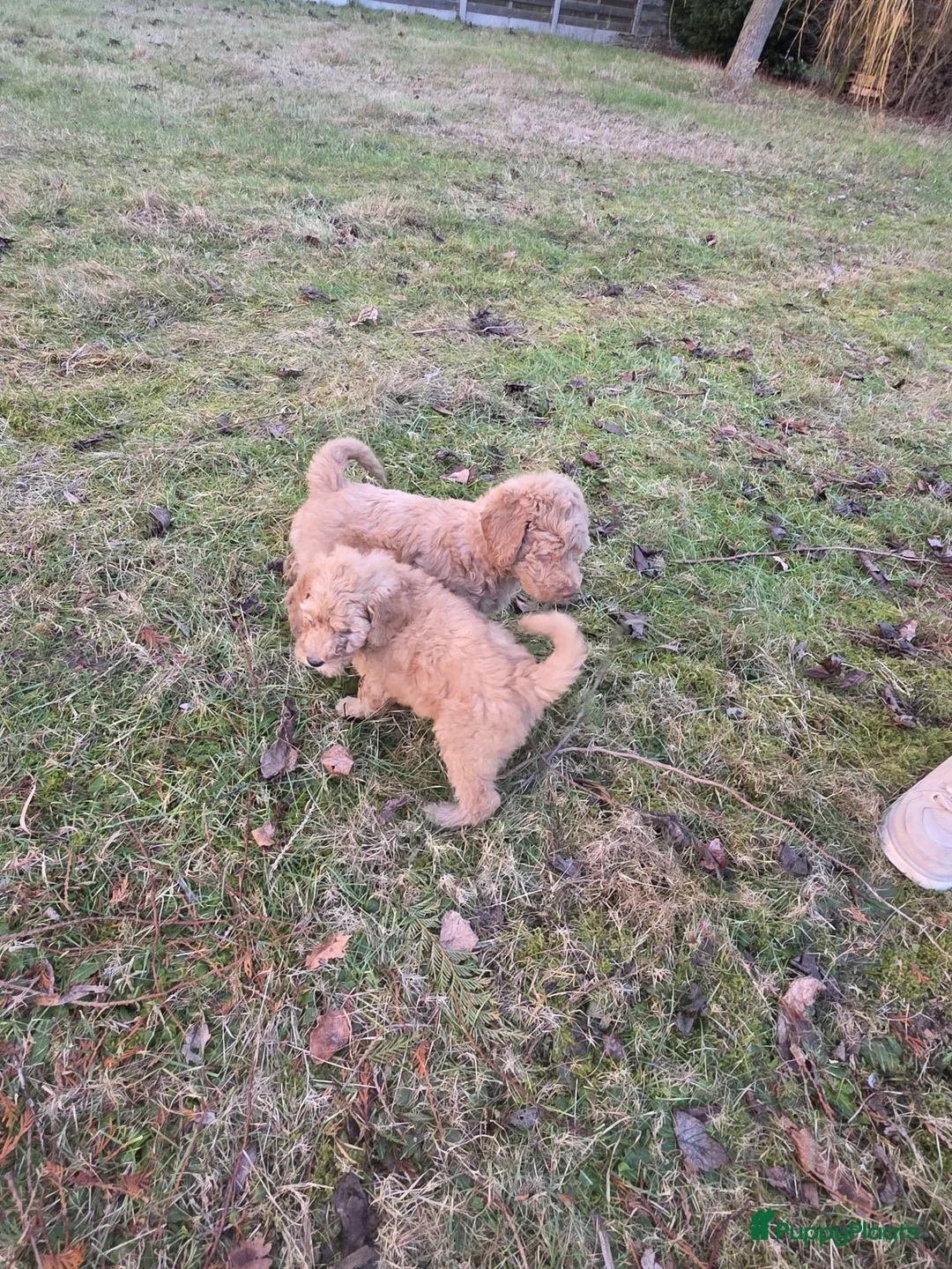 Labradoodle honden te koop: Labradoodle pups - Advertentie 9