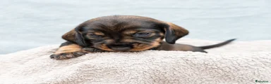 Geel