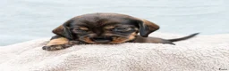 Ruwhaar Teckel honden te koop: Prachtige Ruwharige Teckel pups - Advertentie 39