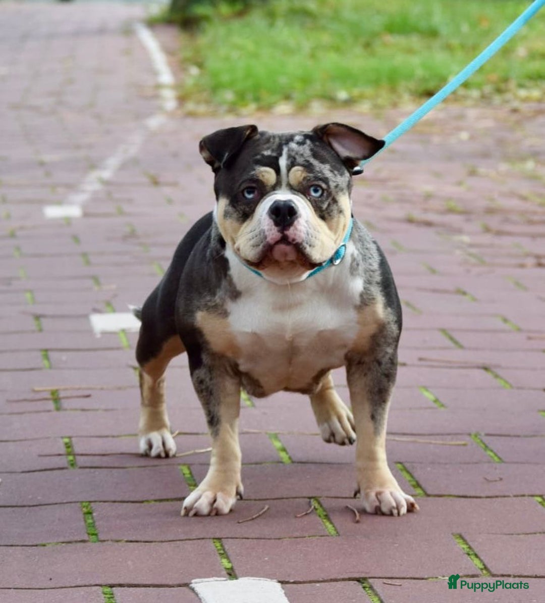 Amerikaanse Bully honden te koop: American bully pocket pups - Advertentie 1