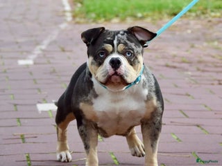 Amerikaanse Bully honden American bully pocket pups - Advertentie 5