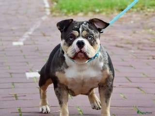 Amerikaanse Bully honden American bully pocket pups - Advertentie 2
