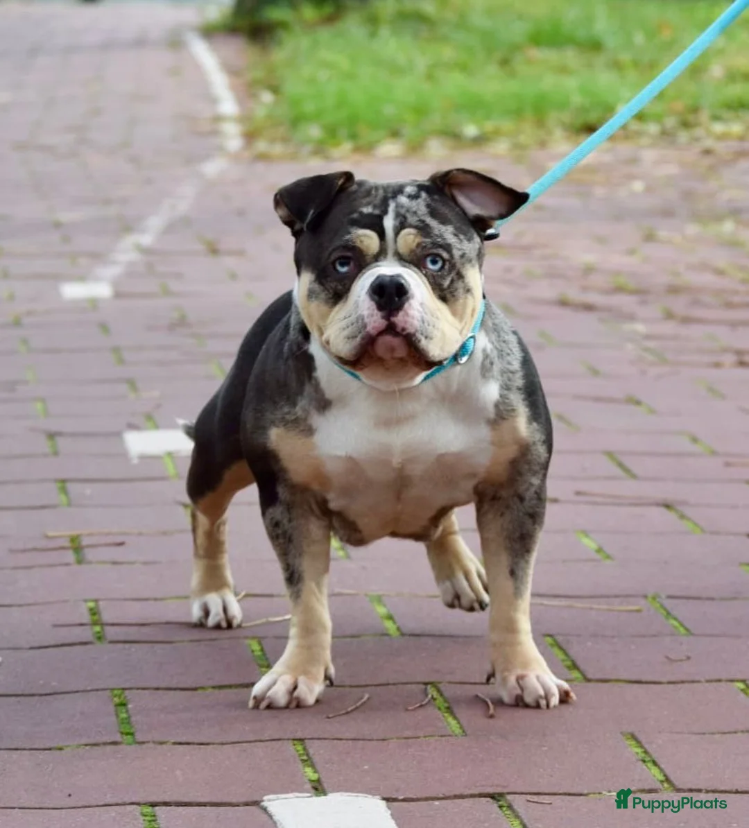 Amerikaanse Bully honden te koop: American bully pocket pups - Advertentie 1