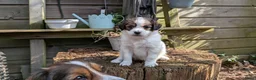 Kooikerhondje honden te koop: Kooiker pups - Advertentie 10
