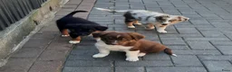 Kruising honden te koop: Border collie Australian shepherd mix puppies - Advertentie 4