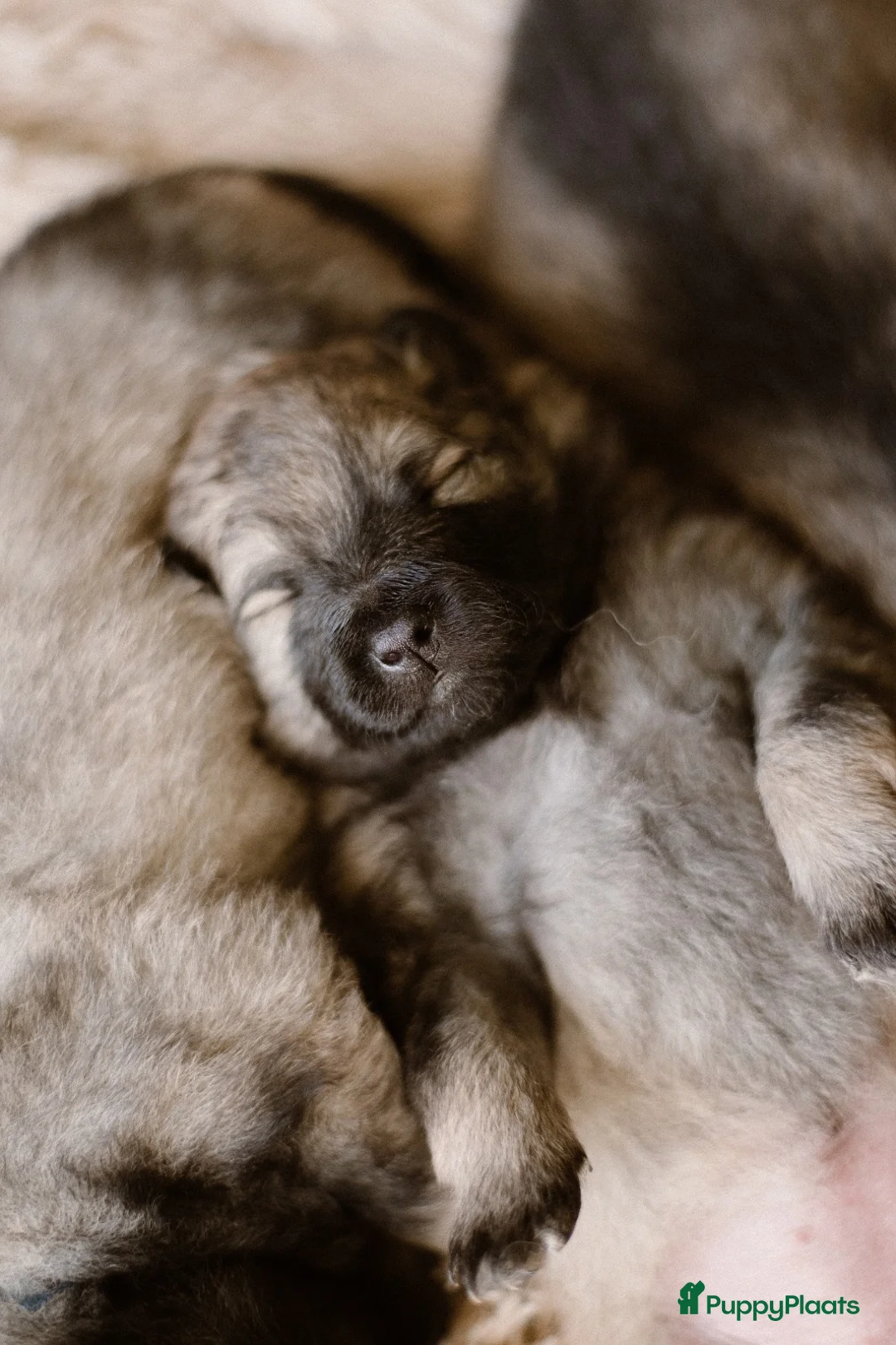 Keeshond honden te koop: Prachtige wolfsgrijze keeshond puppy’s in Kootwijkerbroek - Advertentie 2