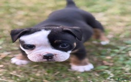 Old English Bulldog honden te koop: Old english Bulldog pups uit geteste ouders - Afbeelding 1