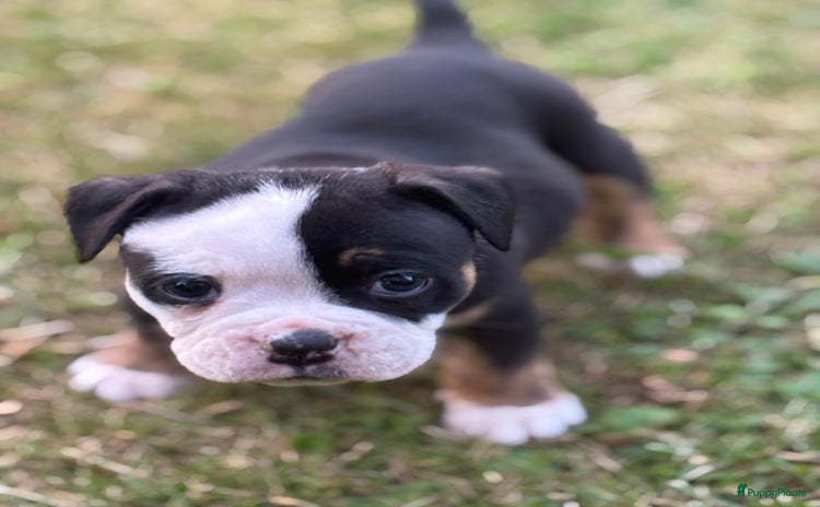 Old English Bulldog honden - Advertentie 2