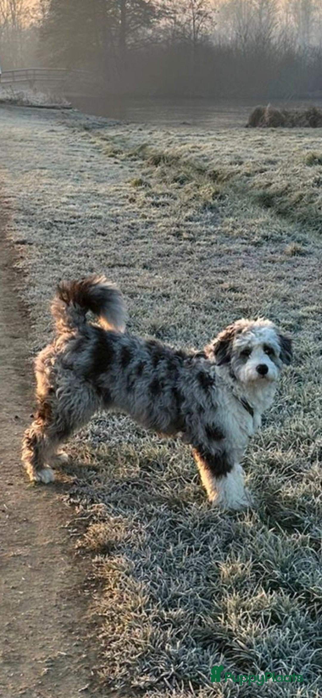 Kruising honden te koop: Mooi, lief en slim! hypoallergene Spaanse aussies - Afbeelding 4