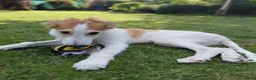 Barsoi honden te koop: Borzoi-teef uit FCI-kennel zoekt lief thuis  - Advertentie 29
