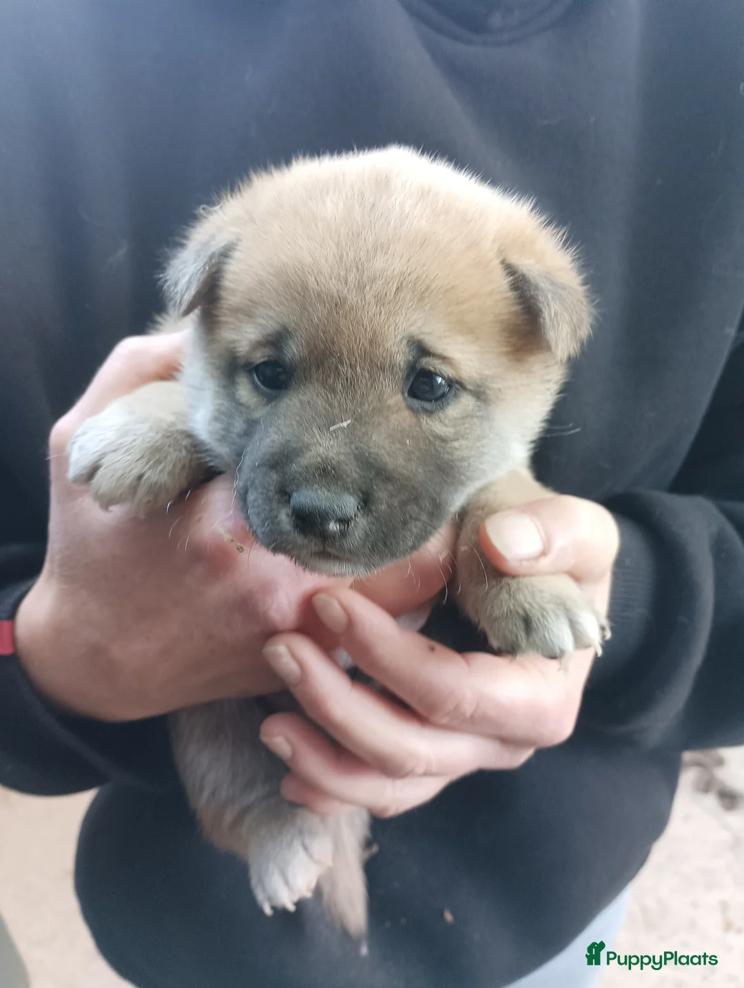 Shiba honden te koop: Shiba Inu pups beschikbaar  - Advertentie 2