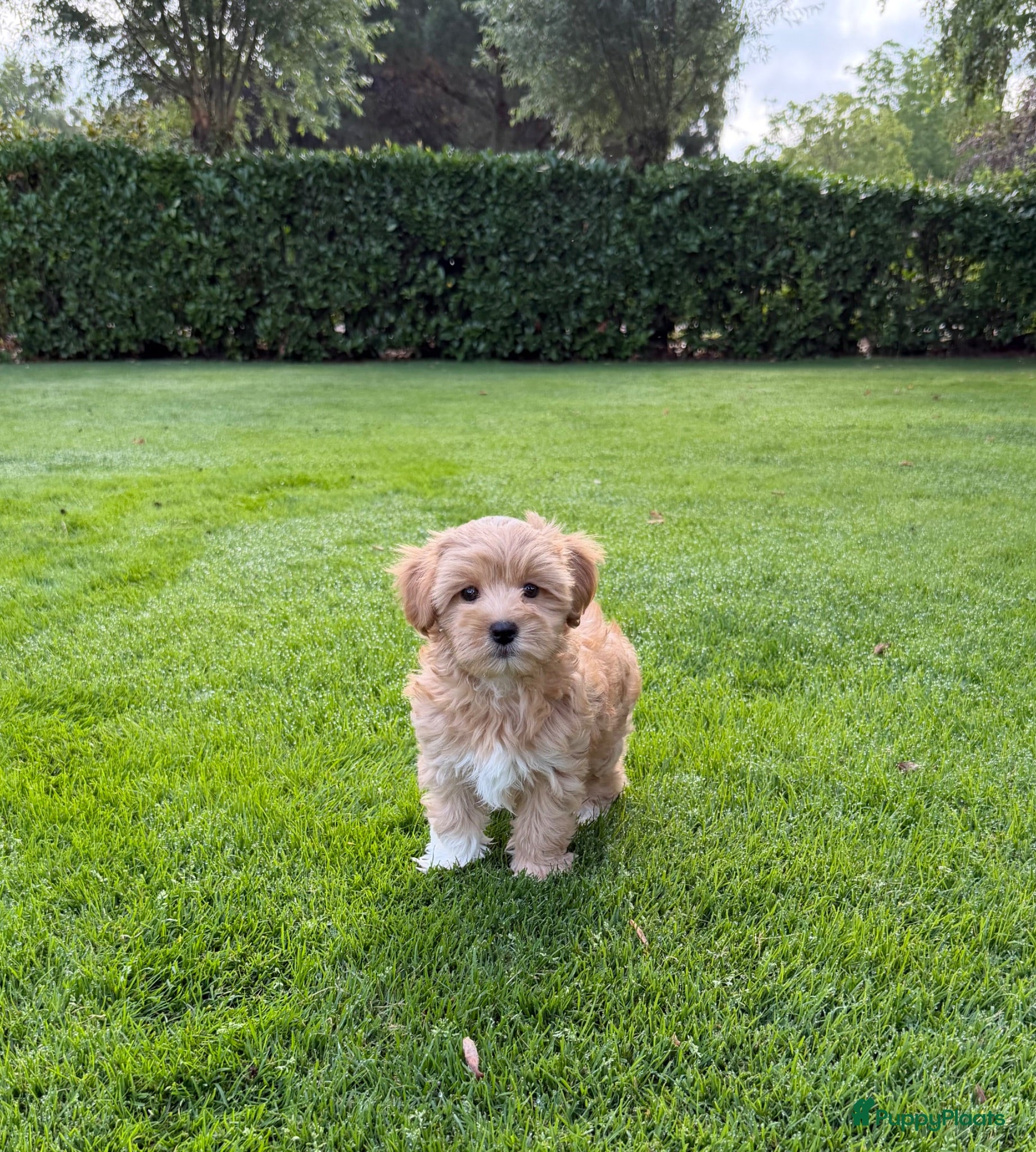 Maltipoo honden Maltipoo (Maltezer x Toy Poedel) pups - Advertentie 1