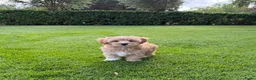 Maltipoo honden te koop: Maltipoo (Maltezer x Toy Poedel) pups - Advertentie 1