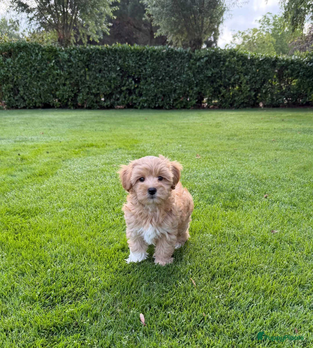 Maltipoo honden te koop: Maltipoo (Maltezer x Toy Poedel) pups - Advertentie 1