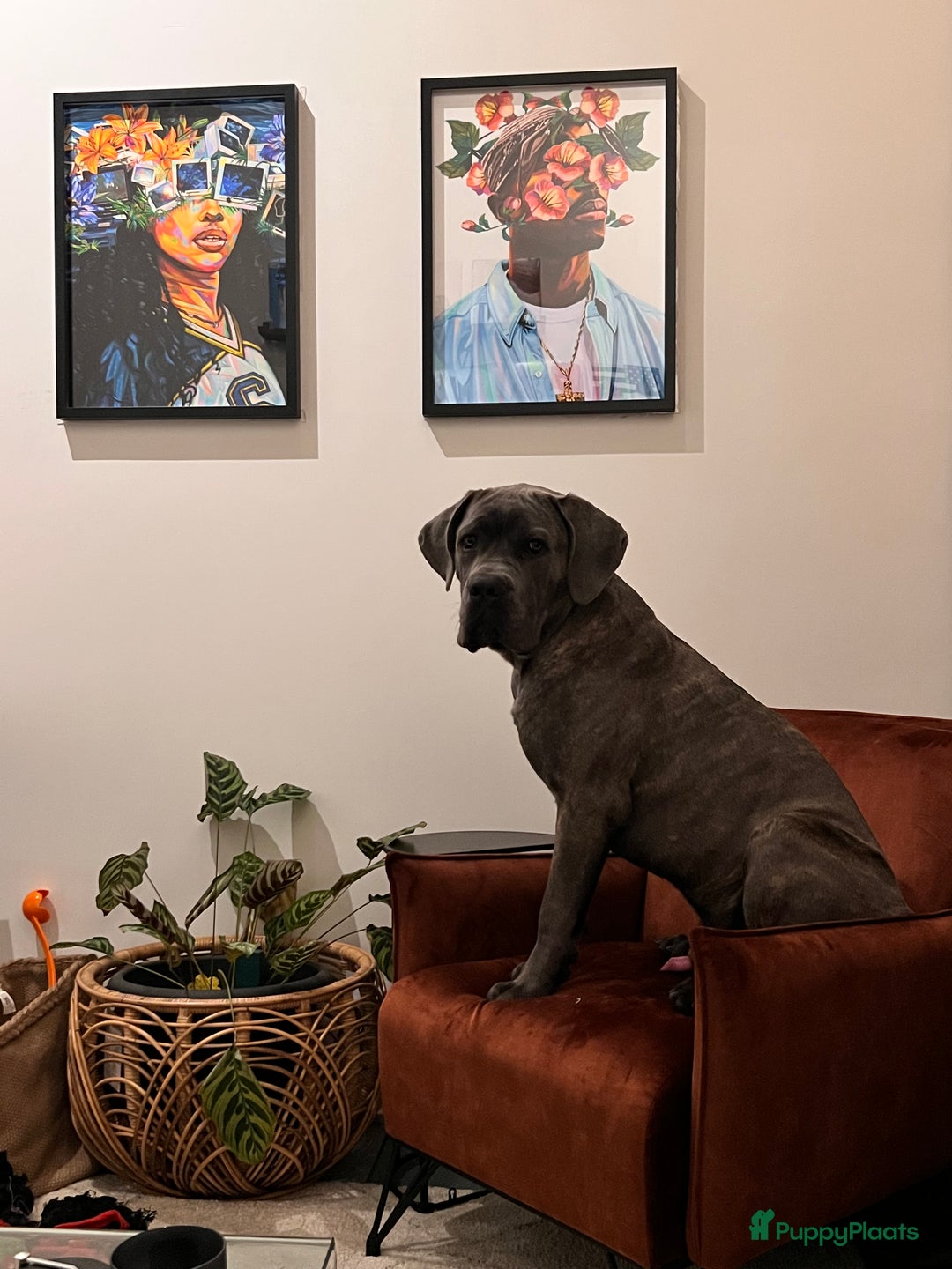 Cane Corso honden te koop: 9 month male Cane Corso w/Pedigree - Advertentie 1