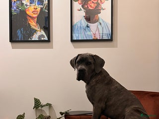 Cane Corso honden 9 month male Cane Corso w/Pedigree - Advertentie 14