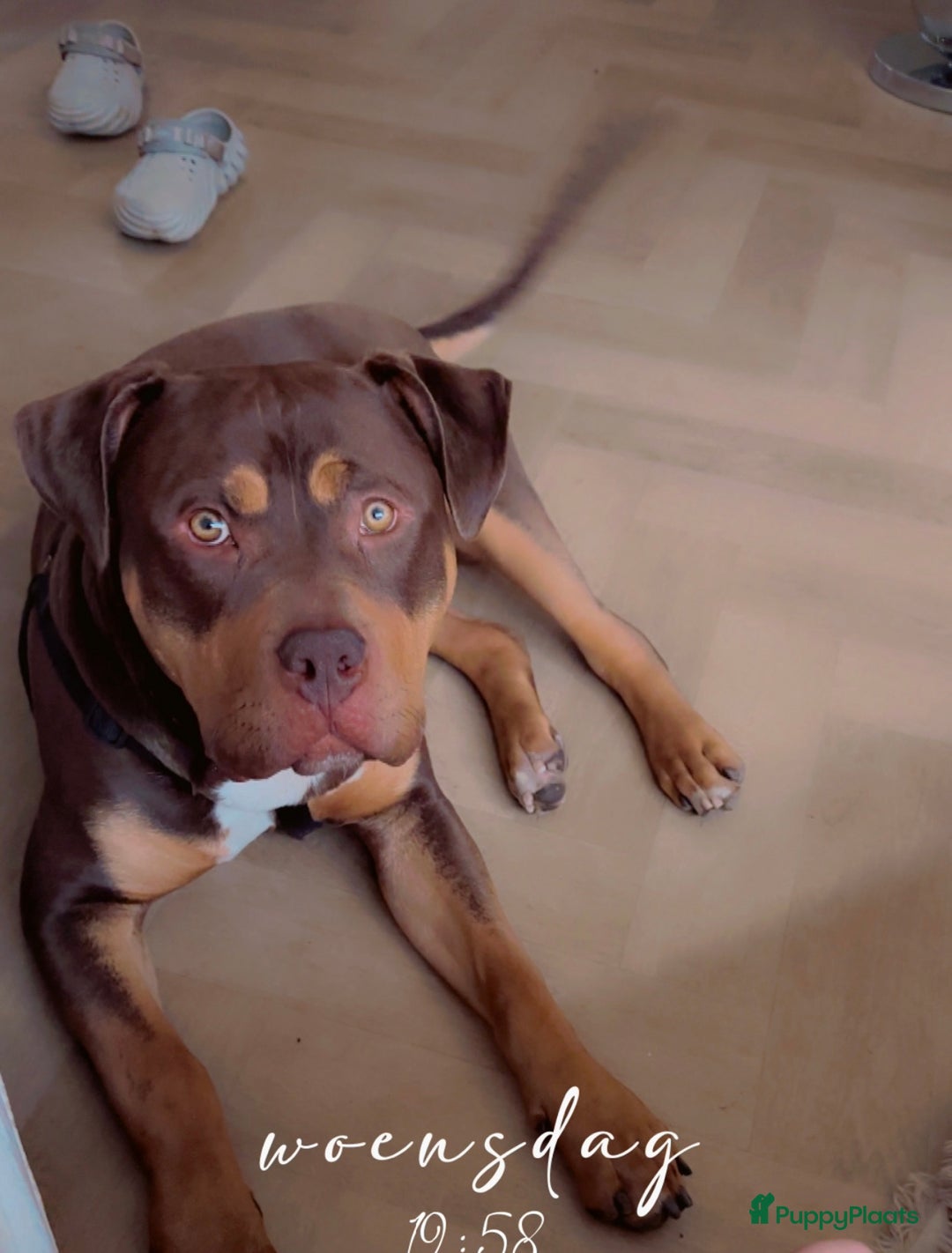 Amerikaanse Bully honden te koop: Bully xxl  - Afbeelding 1