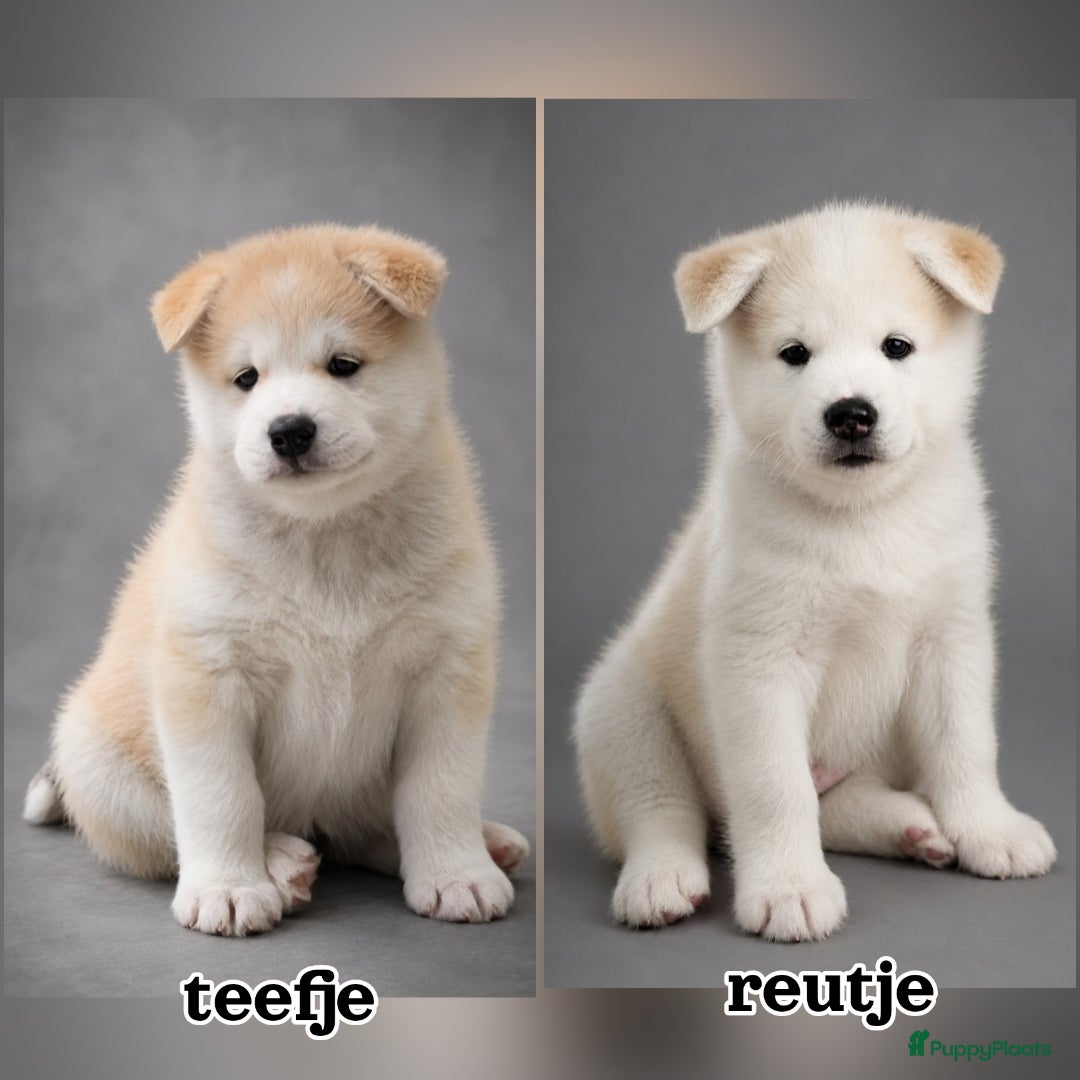 Kruising honden Alaskan Malamute  - Advertentie 1