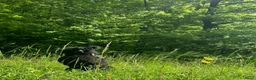 Poedel honden ter dekking: Grote poedel dekreu  - Advertentie 11
