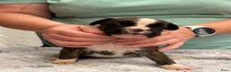 Boxer honden te koop: Mooie boxer pups in Baarle-Nassau - Advertentie 9