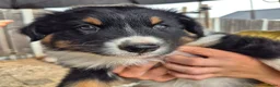 Australian Shepherd honden te koop: Nog 2 australian shepherd reutjes zoeken een thuis - Advertentie 10
