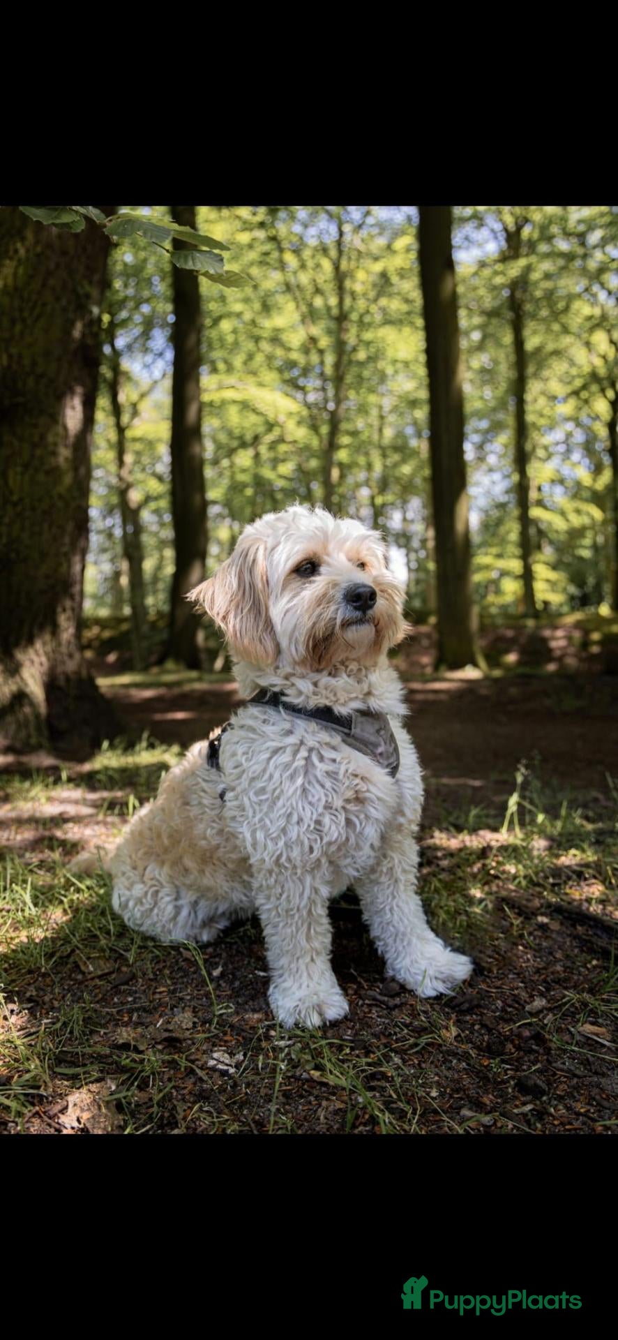 Kruising honden Cockapoo & Autralian Labradoodle krijgen pups! - Advertentie 5