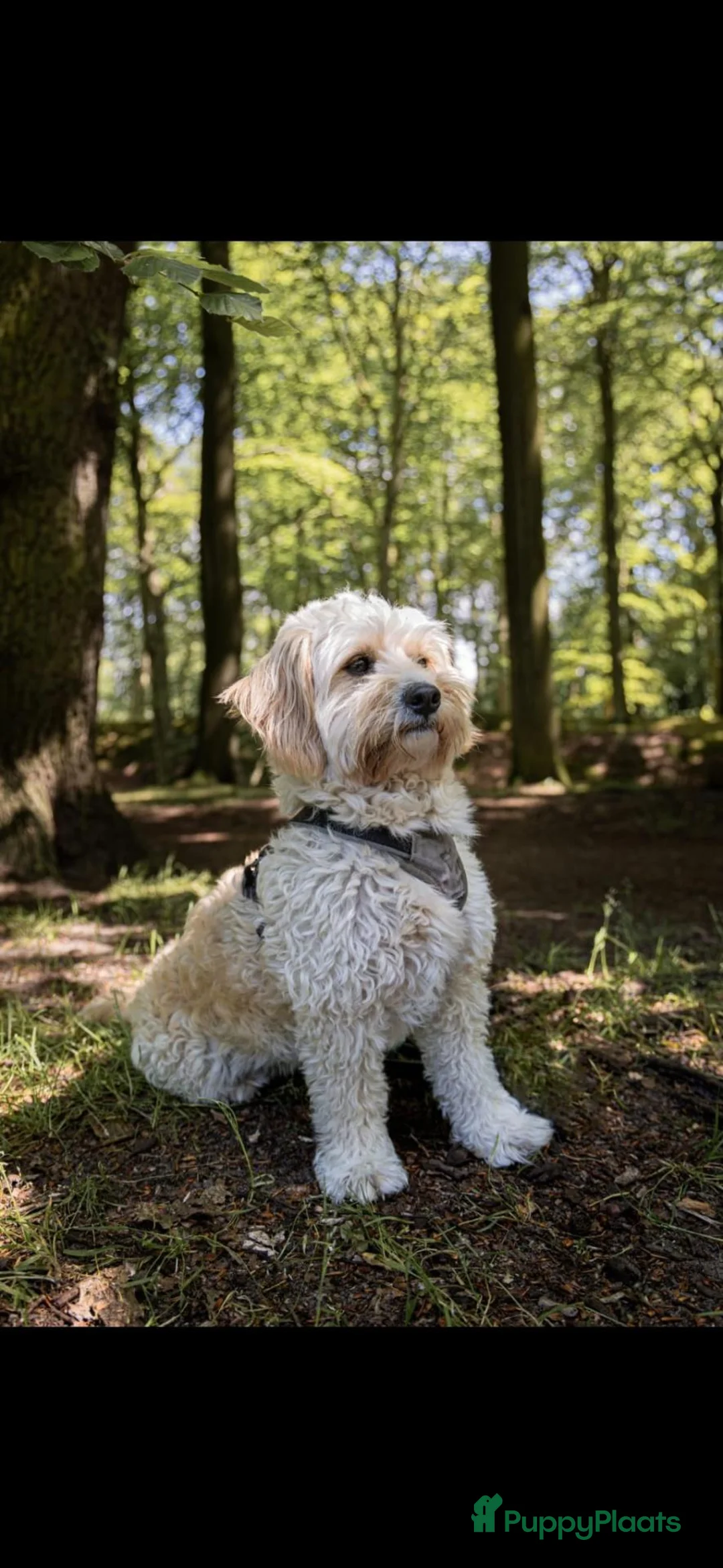Kruising honden te koop: Cockapoo & Autralian Labradoodle krijgen pups! in Vught - Advertentie 1